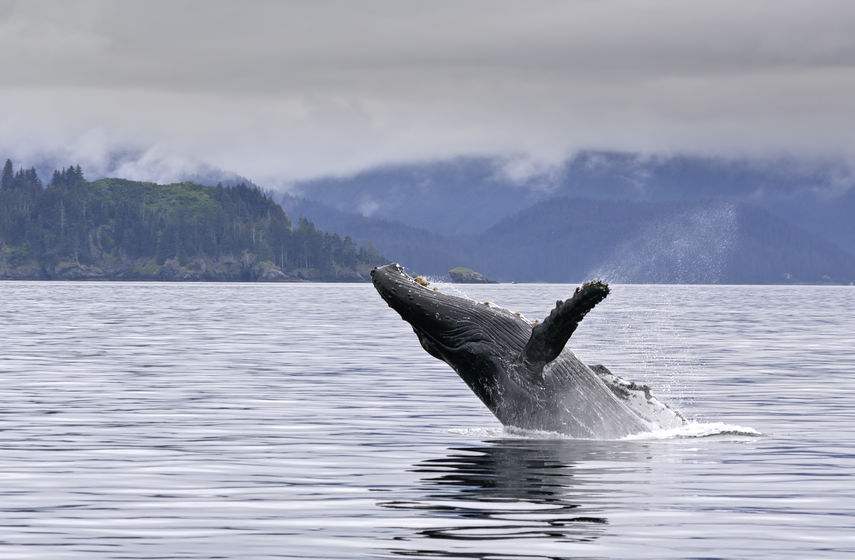 Whale Breaching the Surface in Juneau, AK
